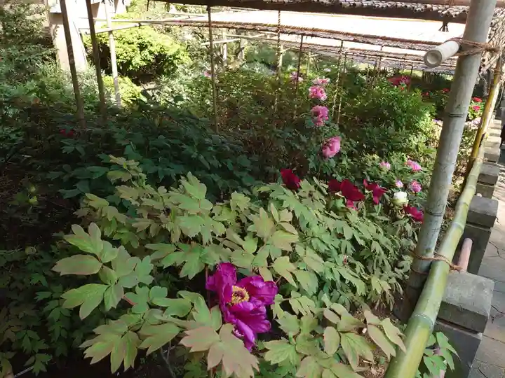 東長谷寺 薬王院の自然