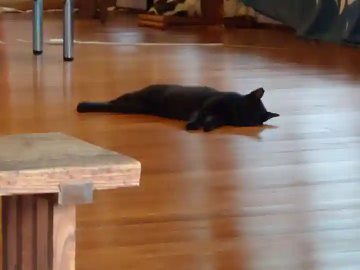 摩利支神社の動物