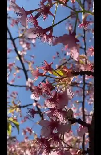 桜神宮の{uncategorized: "未分類", other: "その他", undefined: "問題あり", building: "その他建物", grave: "お墓", sacred_gate: "鳥居", guardian: "狛犬", statue: "像", buddha: "仏像", history: "歴史", nature: "自然", garden: "庭園", animal: "動物", pagoda: "塔", temizu: "手水舎", mountain_gate: "山門・神門", sanctuary: "本殿・本堂", subordinate: "末社・摂社", art: "芸術", scenery: "景色", jizo: "地蔵", ema: "絵馬", goshuin: "御朱印", omikuji: "おみくじ", items: "授与品その他", amulet: "お守り", goshuincho: "御朱印帳", eats: "食事", festival: "お祭り", votive_dance: "神楽", shichigosan: "七五三参", wedding: "結婚式", experience: "体験その他", initially: "初詣", around: "周辺", anti_infection: "感染症対策"}