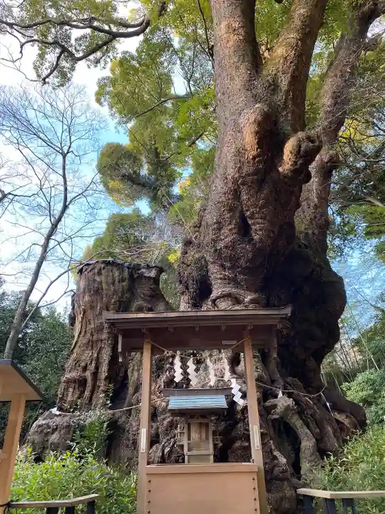 來宮神社の自然