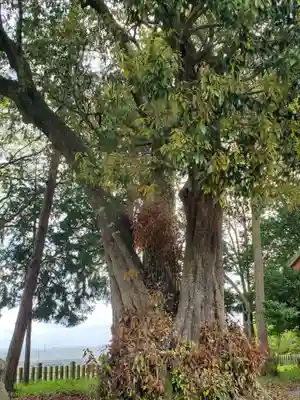 熊野神社の自然