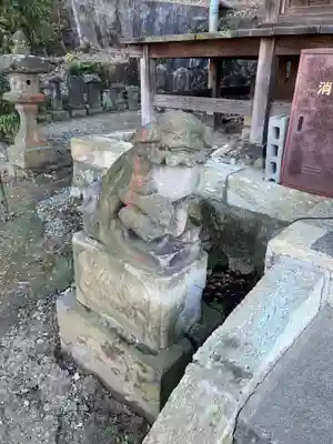 杉山社（帷子町杉山社・久保杉山神社）の狛犬