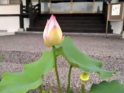 雨竜 専福寺の庭園