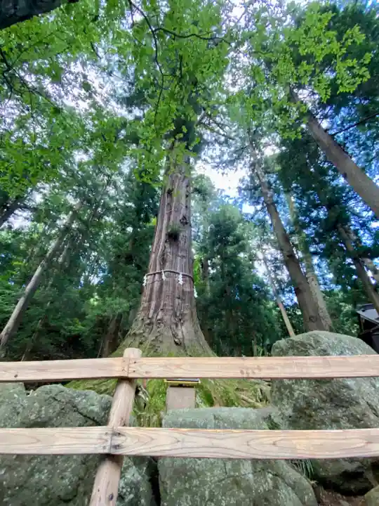 河口浅間神社の自然