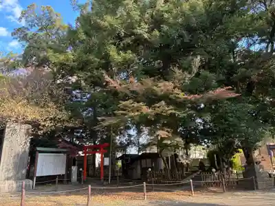 畑子安神社(千葉県)