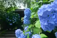 明月院(神奈川県)