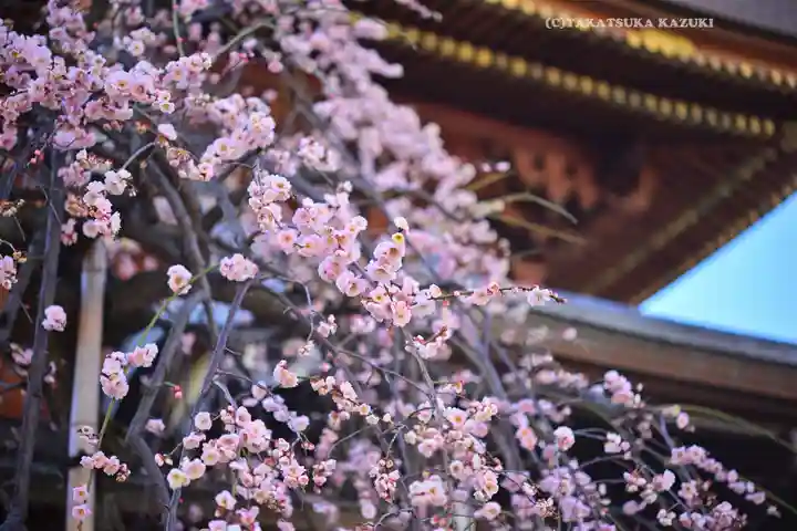 湯島天満宮(東京都)