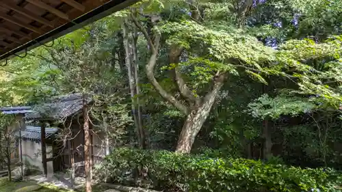 真珠庵(真珠菴)の庭園