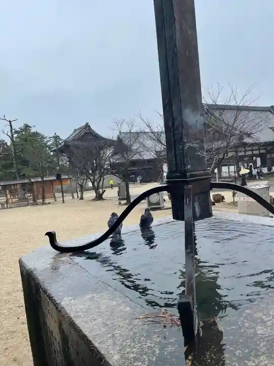 本山専修寺の動物