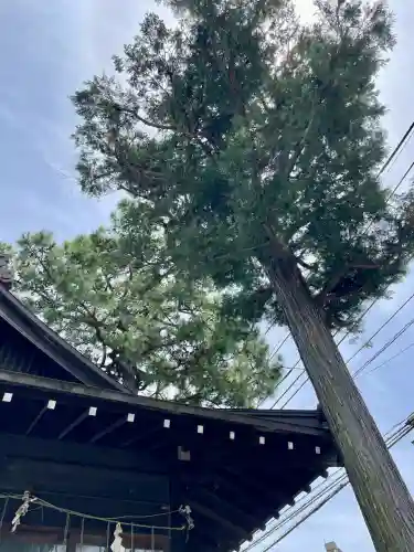 高円寺天祖神社(東京都)
