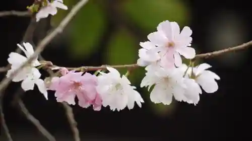 平野神社の自然