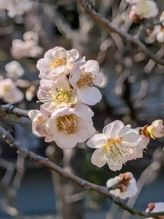 布多天神社(東京都)