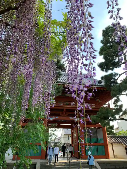 葛井寺(大阪府)