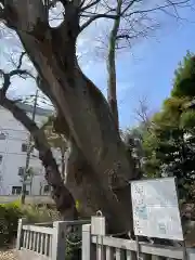 青渭神社の自然