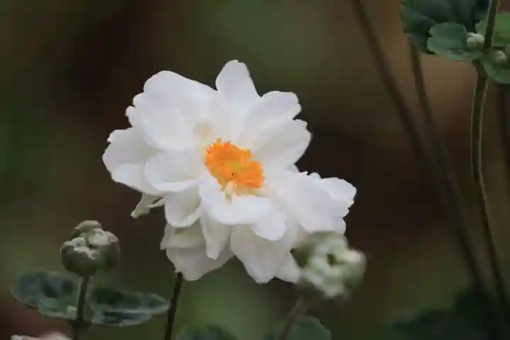 開成山大神宮の庭園