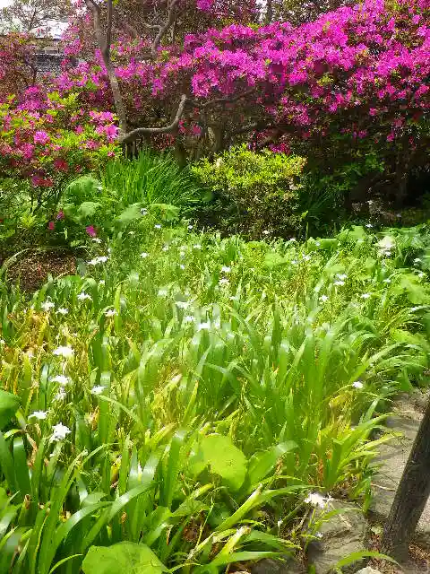 安養院 (田代寺)の自然