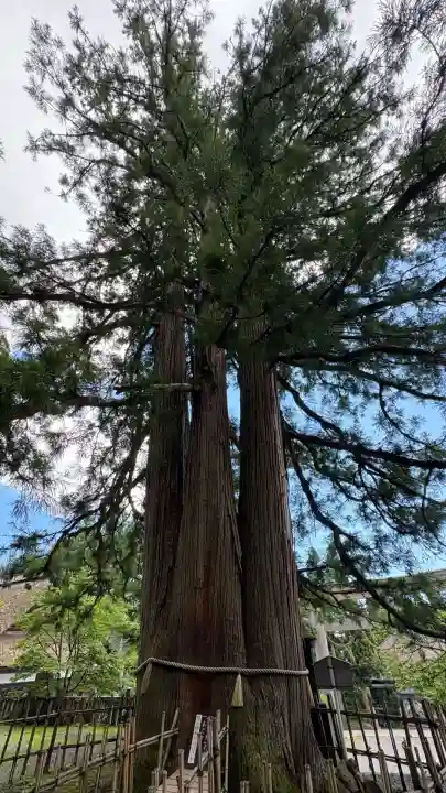 戸隠神社中社(長野県)