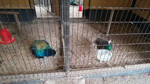 田中神社の動物