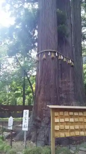 日枝神社の自然