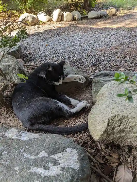 八幡社(柏井町)の動物