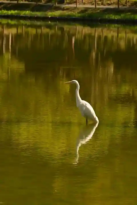 白水阿弥陀堂の動物