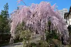 徳泉寺の自然