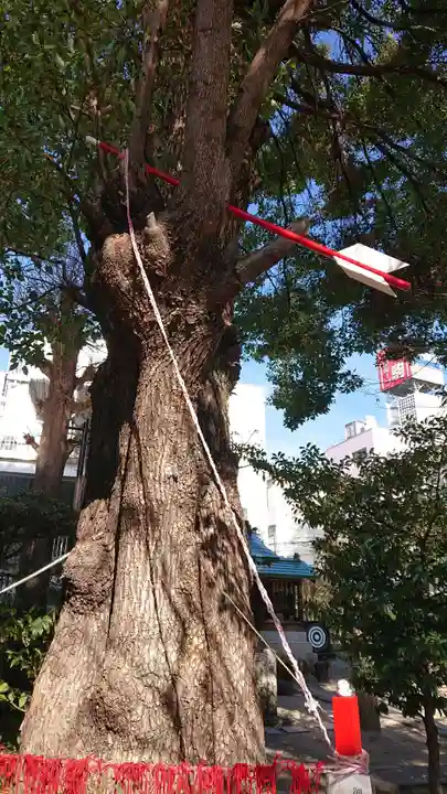 三輪神社の自然