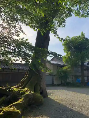 久刀寸兵主神社の自然