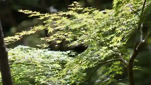 祇王寺(京都府)