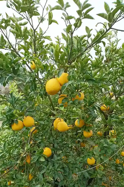 河内阿蘇神社の自然