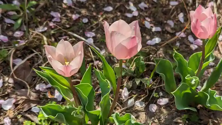 六孫王神社(京都府)