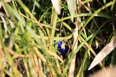 大六天麻王神社の景色
