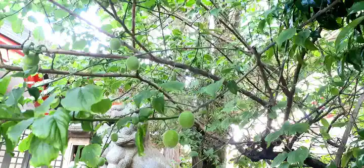 くまくま神社(導きの社 熊野町熊野神社)の自然