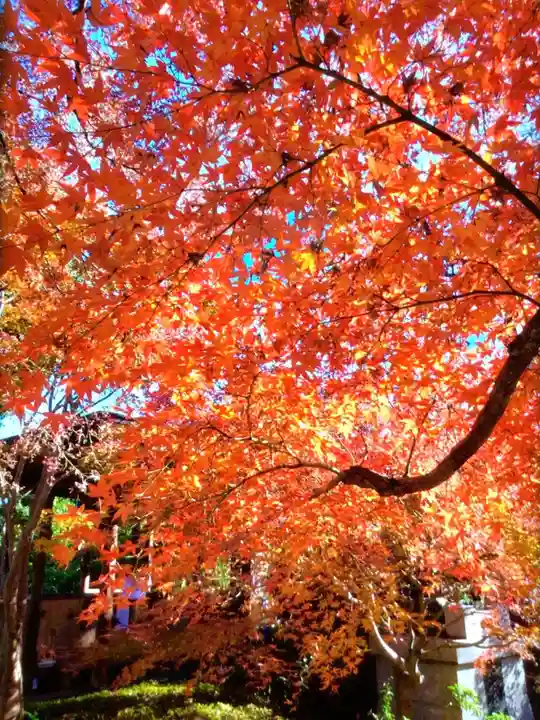 福蔵院(東京都)