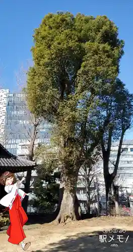 西向天神社の自然