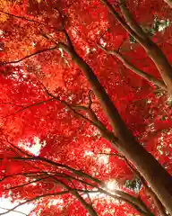 滑川神社 - 仕事と子どもの守り神の自然