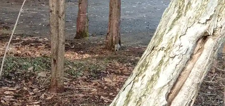 千歳神社の動物