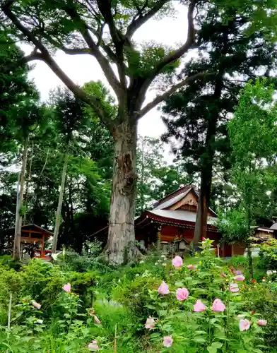 阿久津「田村神社」（郡山市阿久津町）旧社名：伊豆箱根三嶋三社の庭園