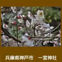 一宮神社の自然