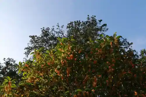 豊景神社の自然