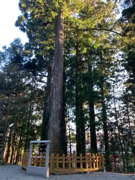 須山浅間神社の自然