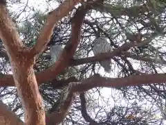 厚真神社の動物