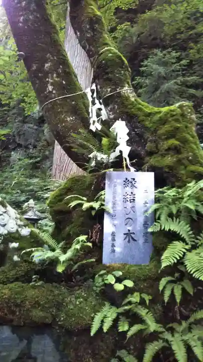 桜松神社の自然