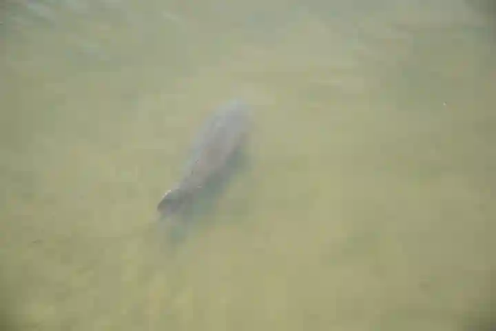 平安神宮の動物