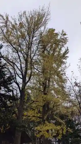 上川神社の自然