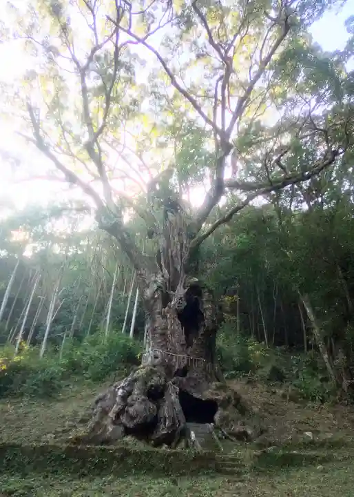 武雄神社の自然