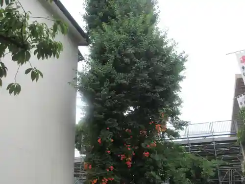 櫛田神社の自然