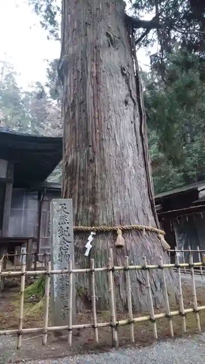 日枝神社の自然