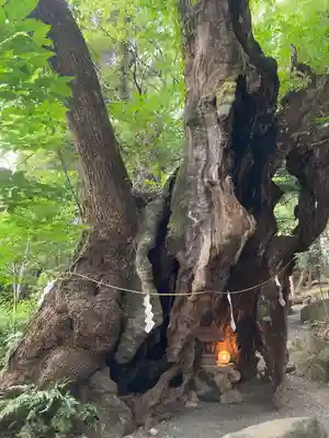 來宮神社(静岡県)