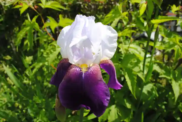 三春大神宮(福島県)